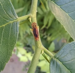 Dilobopterus costalimai