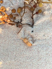 Hippolyte coerulescens