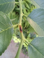 Dilobopterus costalimai