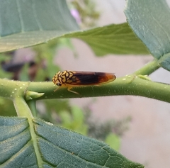 Dilobopterus costalimai