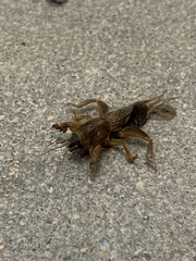 Neocurtilla hexadactyla