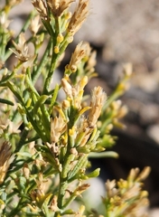 Ericameria paniculata