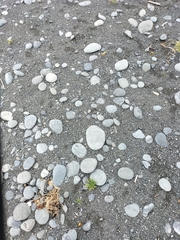 Charadrius bicinctus bicinctus