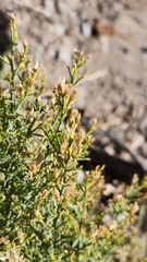 Ericameria paniculata