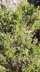 Ericameria paniculata