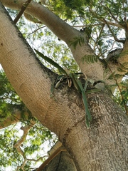 Selenicereus undatus