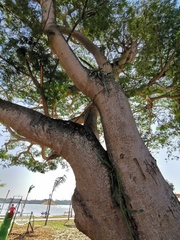 Selenicereus undatus