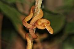 Boiga nigriceps