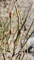 Ephedra californica