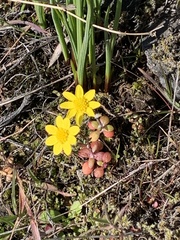 Crocidium multicaule