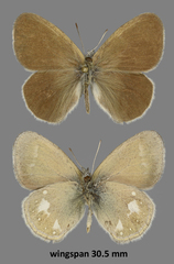 Coenonympha mahometana