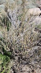 Ephedra californica