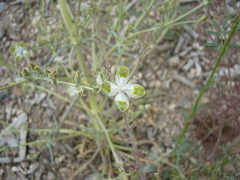 Frasera albomarginata