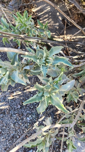 Image of Salvia vaseyi by no rights reserved