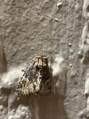 Phosphila turbulenta