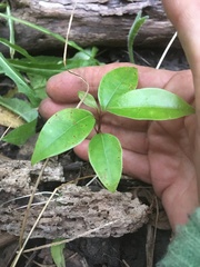 Metrosideros excelsa