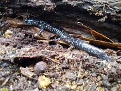 Plethodon mississippi
