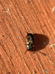 Mycetophagidae