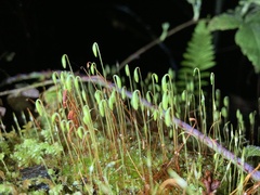 Plagiomnium venustum