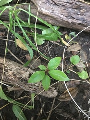 Metrosideros excelsa