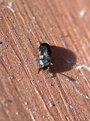 Mycetophagidae