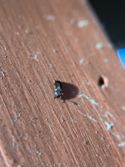 Mycetophagidae