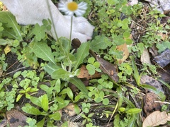 Erigeron quercifolius