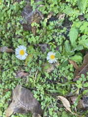 Erigeron quercifolius