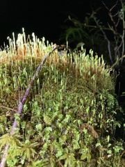 Plagiomnium venustum