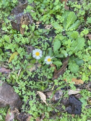 Erigeron quercifolius
