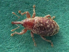 Dorytomus rufatus