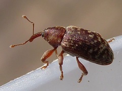 Dorytomus rufatus
