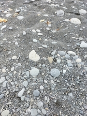 Charadrius bicinctus bicinctus