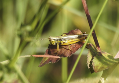 Bermius odontocercus