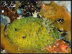 Sclerodoris apiculata