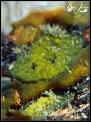 Sclerodoris apiculata