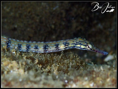 Corythoichthys conspicillatus