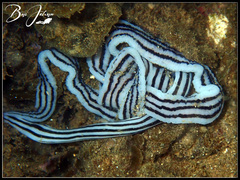 Baseodiscus quinquelineatus