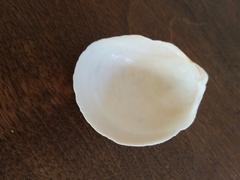 Laevicardium serratum