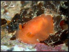 Dendrodoris fumata