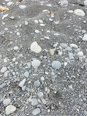 Charadrius bicinctus bicinctus