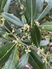 Cartrema