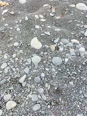 Charadrius bicinctus bicinctus