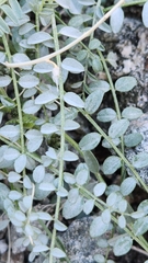 Astragalus tricarinatus