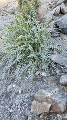 Astragalus tricarinatus