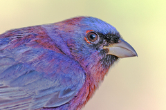Varied Bunting photo 1