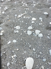 Charadrius bicinctus bicinctus