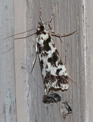 Eudonia aphrodes