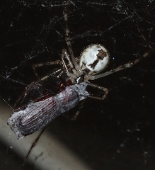 Cryptachaea gigantipes