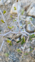 Pseudoziziphus parryi